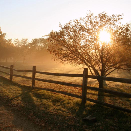 Peaceful field