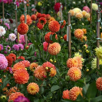 Colorful flowers