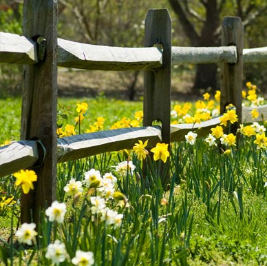 Wooden fence and yellow flowers