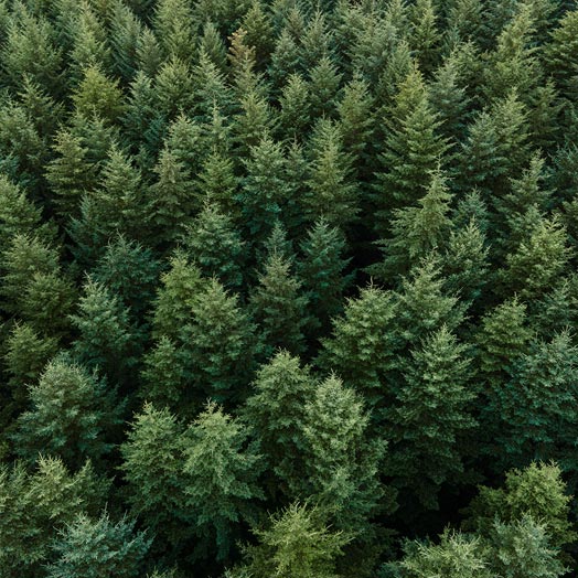 Aerial view of Christmas tree farm