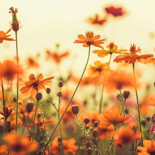 Orange flowers