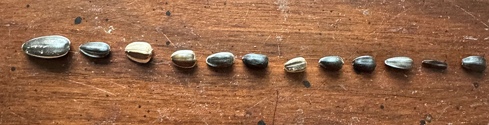 Sunflower seeds